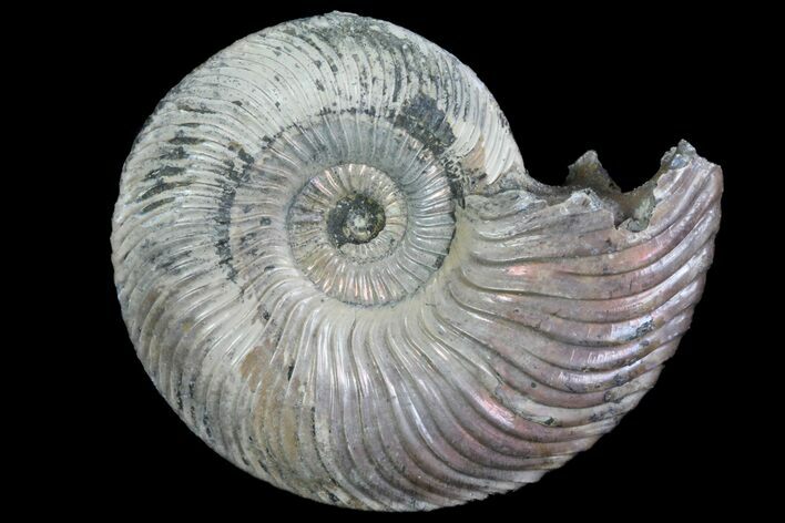 Iridescent Ammonite (Quenstedticeras) Fossil With Pyrite #78504